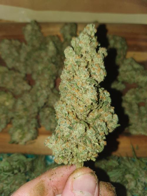 Strawberry Gorilla Auto. Week 14