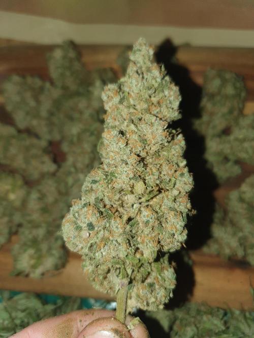 Strawberry Gorilla Auto. Week 14