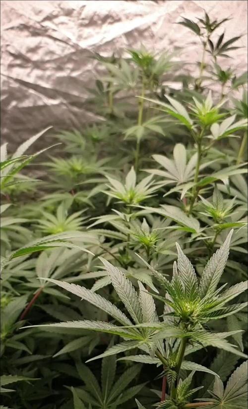 Zillions - Barney's Farm