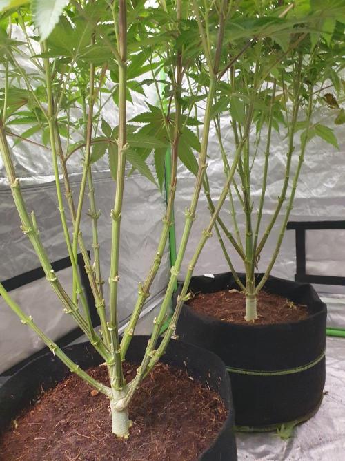 Zillions 💵 - Barney's Farm. Week 12