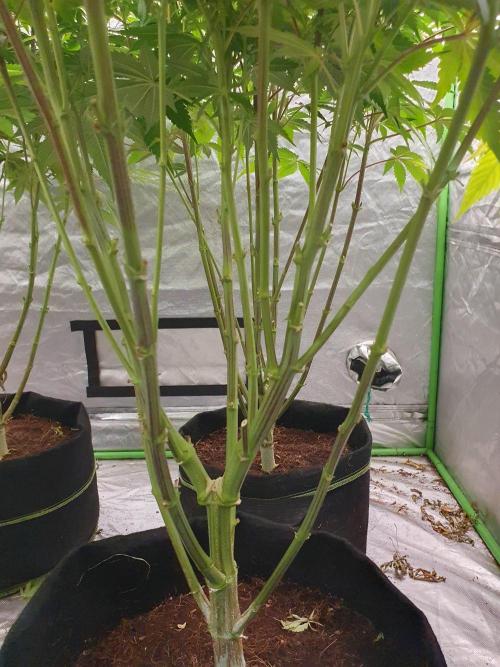 Zillions 💵 - Barney's Farm. Week 12