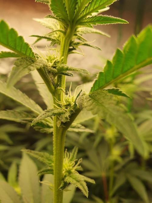 Zillions 💵 - Barney's Farm. Week 12