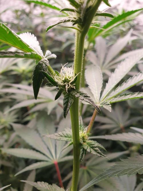 Zillions 💵 - Barney's Farm. Week 12