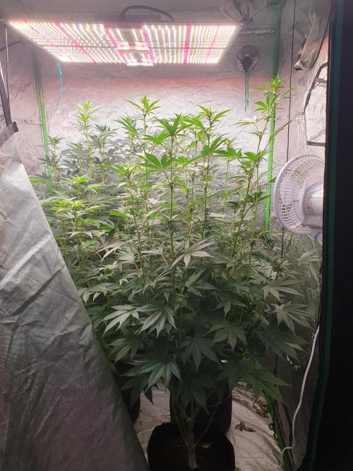 Zillions 💵 - Barney's Farm. Week 12