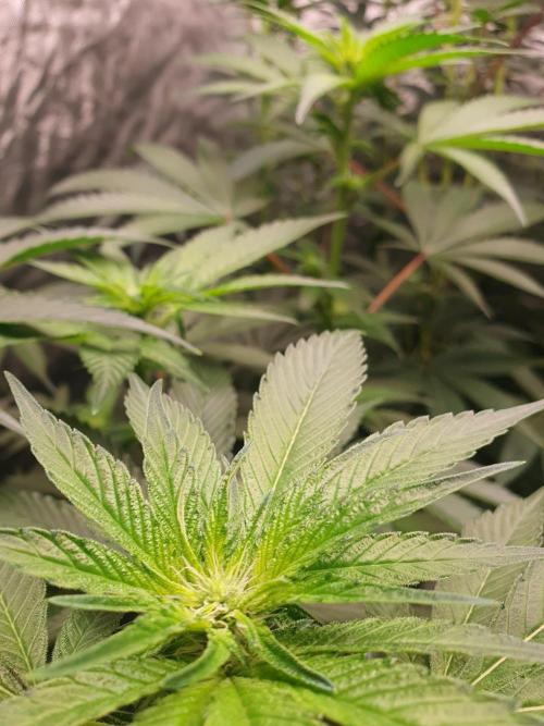 Zillions 💵 - Barney's Farm. Week 12