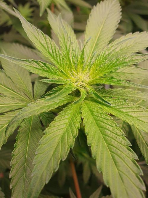 Zillions 💵 - Barney's Farm. Week 12