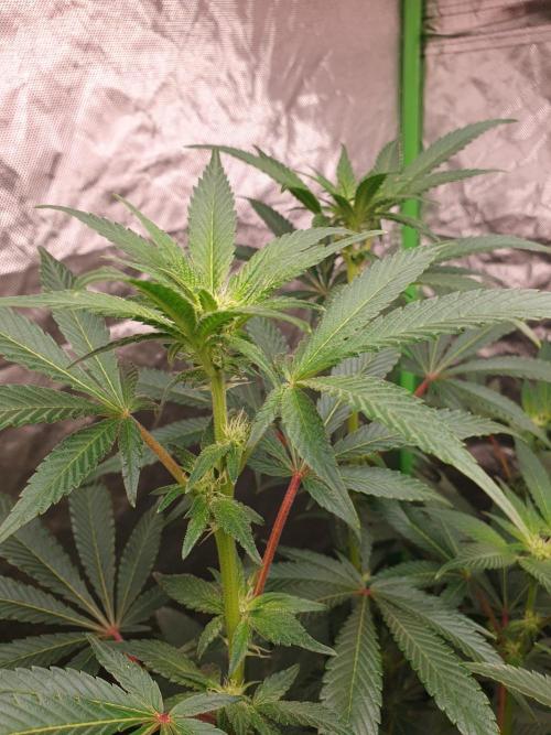 Zillions 💵 - Barney's Farm. Week 12