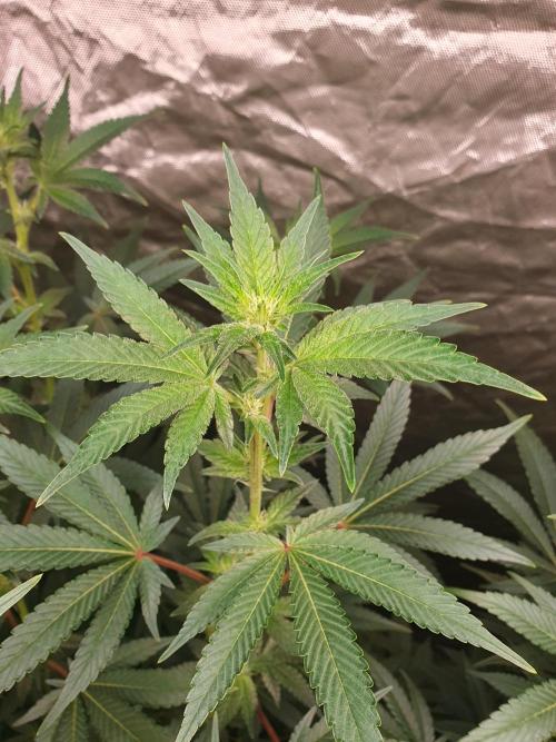 Zillions 💵 - Barney's Farm. Week 12