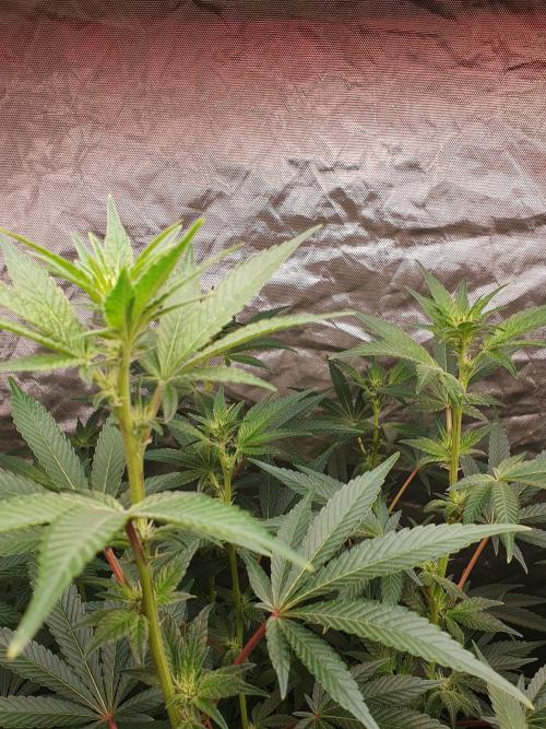 Zillions 💵 - Barney's Farm. Week 12