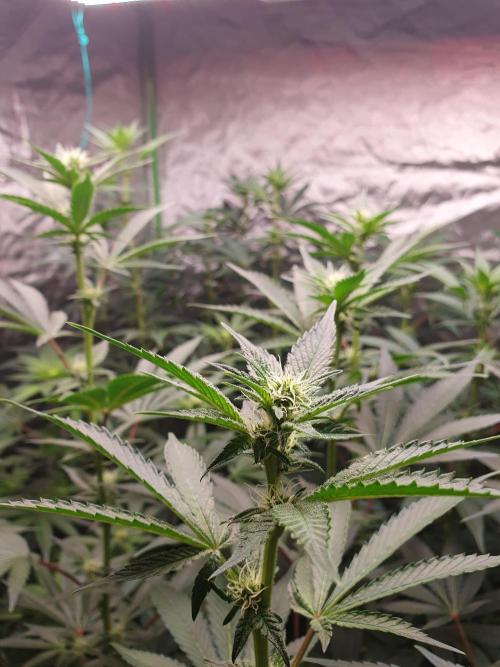 Zillions 💵 - Barney's Farm. Week 12