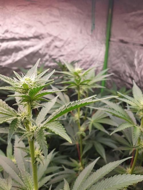Zillions 💵 - Barney's Farm. Week 12