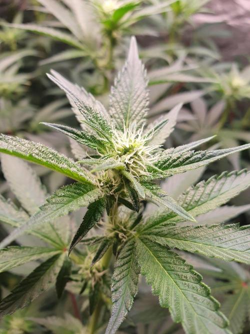 Zillions 💵 - Barney's Farm. Week 12