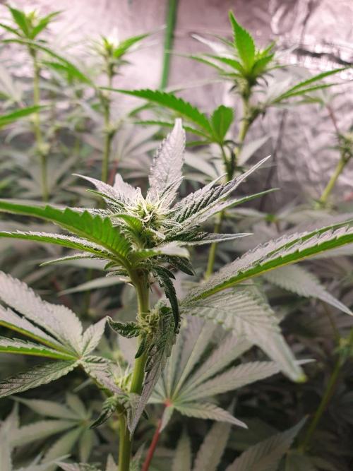 Zillions 💵 - Barney's Farm. Week 12