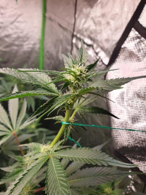 Zillions 💵 - Barney's Farm. Week 12