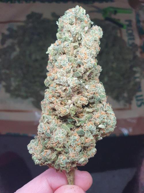 Strawberry Gorilla Auto. Week 14