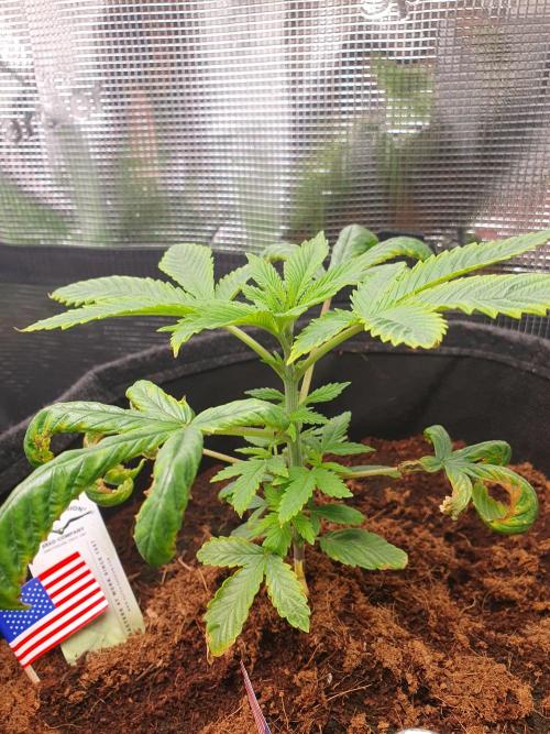 USA Genetics 2026 🏆 SSSC. Week 5