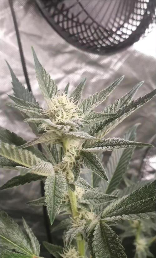 Zillions - Barney's Farm