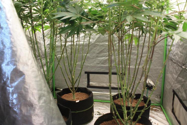 Zillions 💵 - Barney's Farm. Week 13