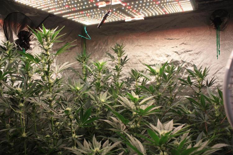 Zillions 💵 - Barney's Farm. Week 13