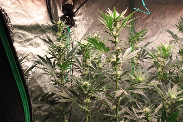 Zillions 💵 - Barney's Farm. Week 13