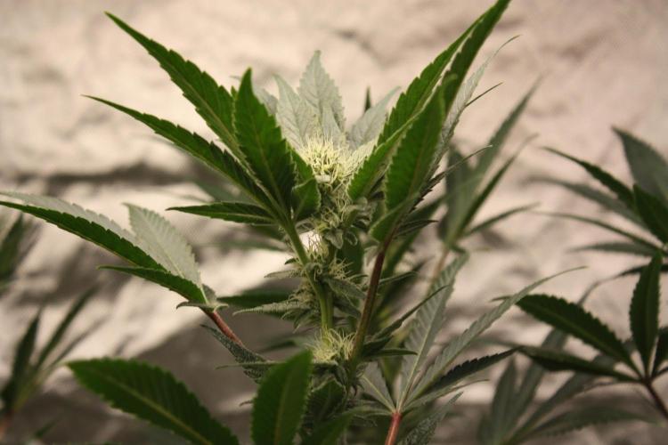 Zillions 💵 - Barney's Farm. Week 13
