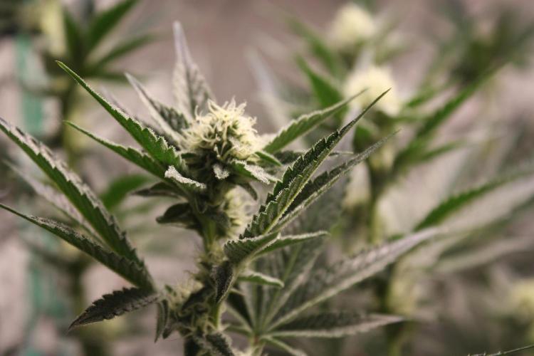 Zillions 💵 - Barney's Farm. Week 13