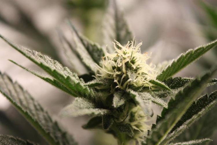 Zillions 💵 - Barney's Farm. Week 13