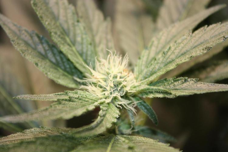 Zillions 💵 - Barney's Farm. Week 13