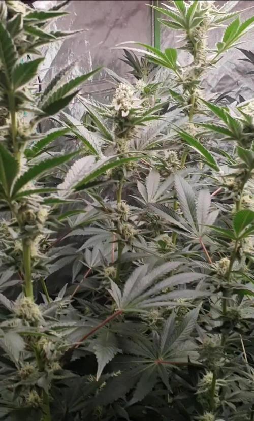 Zillions 💵 - Barney's Farm
