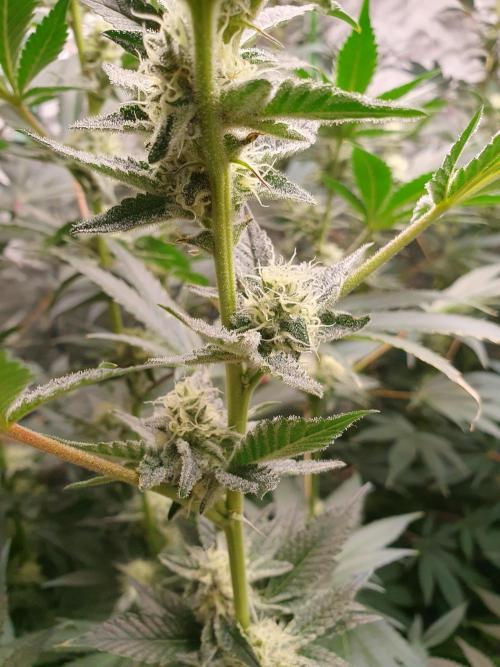 Zillions 💵 - Barney's Farm. Week 14