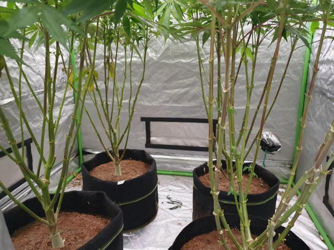 Zillions 💵 - Barney's Farm. Week 14