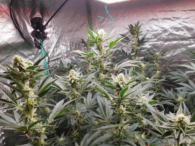 Zillions 💵 - Barney's Farm. Week 14