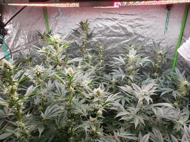 Zillions 💵 - Barney's Farm. Week 14