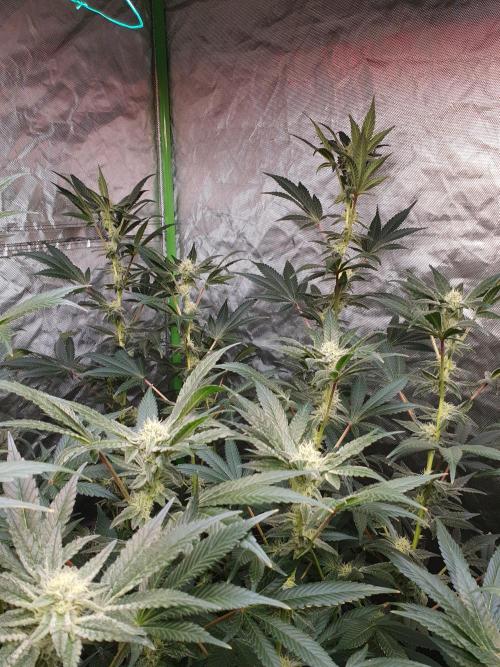 Zillions 💵 - Barney's Farm. Week 14