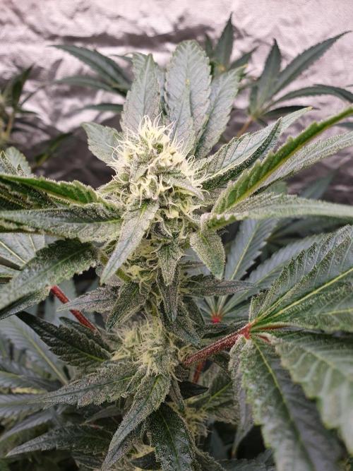 Zillions 💵 - Barney's Farm. Week 14