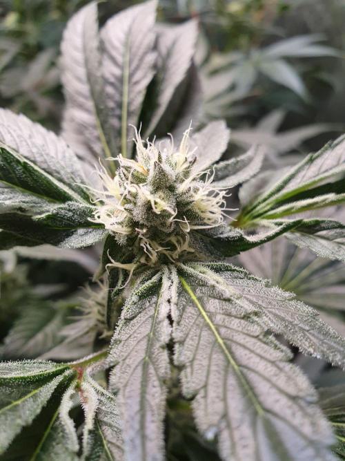 Zillions 💵 - Barney's Farm. Week 14