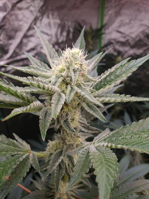 Zillions 💵 - Barney's Farm. Week 14