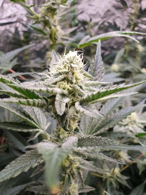 Zillions 💵 - Barney's Farm. Week 14