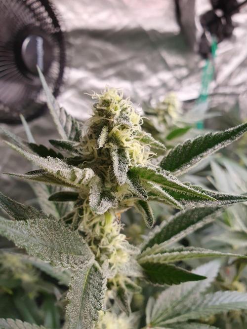 Zillions 💵 - Barney's Farm. Week 14