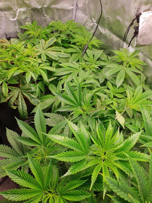 USA Genetics 2026 🏆 SSSC. Week 7
