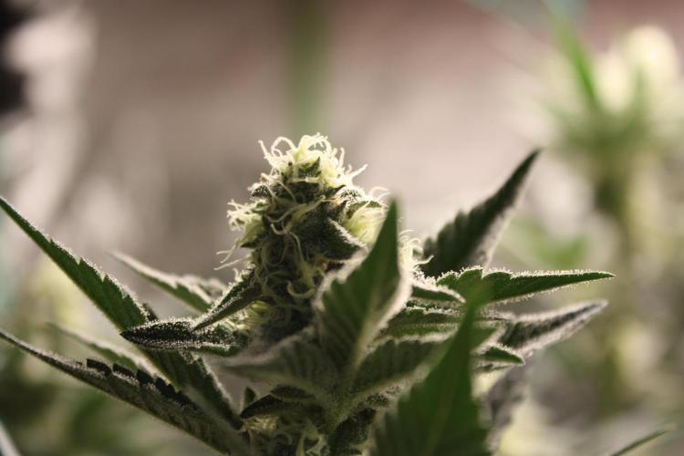 Zillions 💵 - Barney's Farm. Week 15