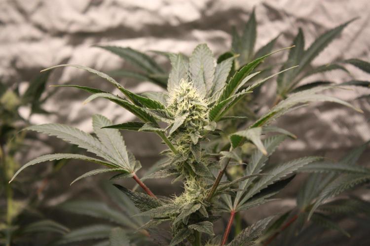 Zillions 💵 - Barney's Farm. Week 15