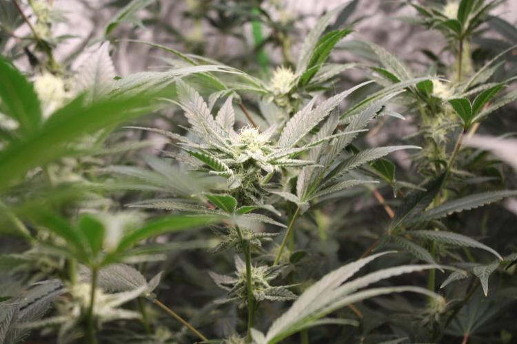 Zillions 💵 - Barney's Farm. Week 15