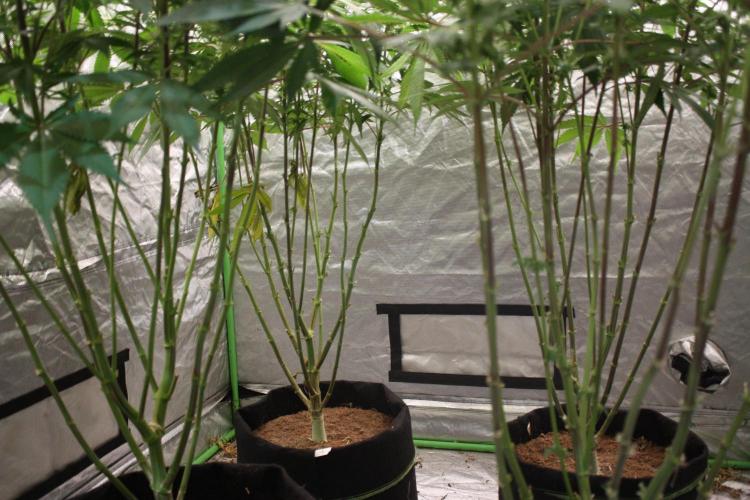 Zillions 💵 - Barney's Farm. Week 15