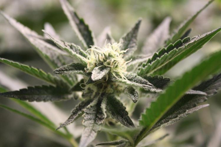 Zillions 💵 - Barney's Farm. Week 15