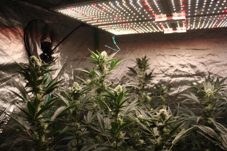 Zillions 💵 - Barney's Farm. Week 15