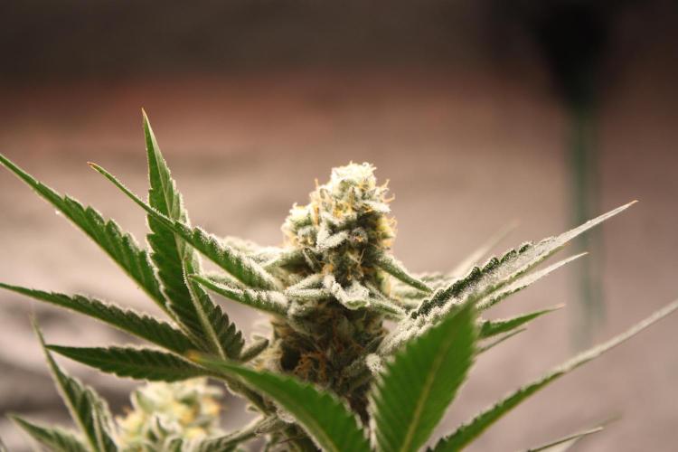 Zillions 💵 - Barney's Farm. Week 15