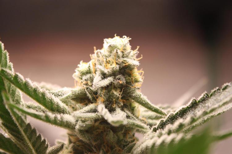 Zillions 💵 - Barney's Farm. Week 15