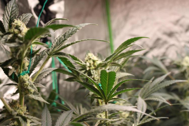 Zillions 💵 - Barney's Farm. Week 15