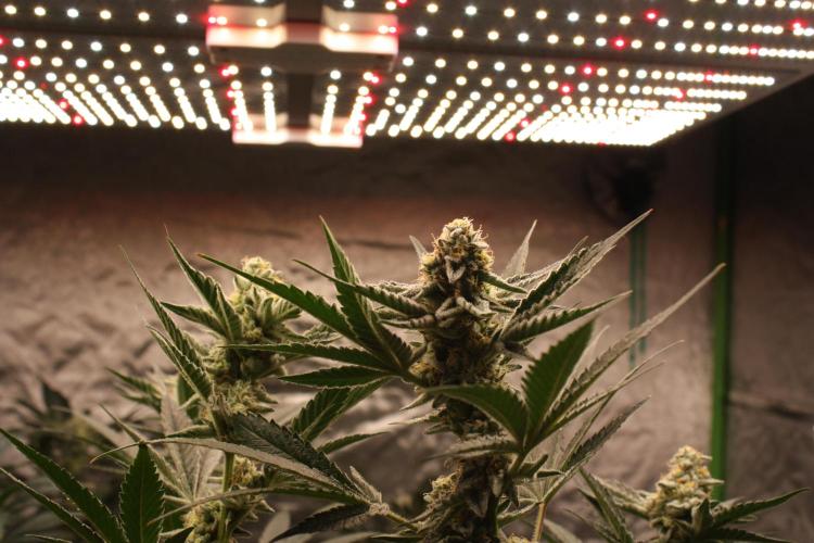 Zillions 💵 - Barney's Farm. Week 15
